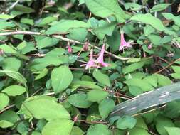 Lonicera gracilipes var. glabra Miq.的圖片