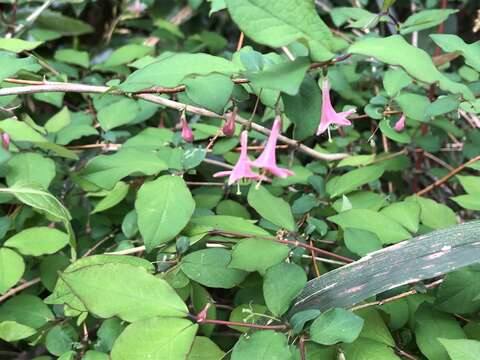 Image of Lonicera gracilipes Miq.