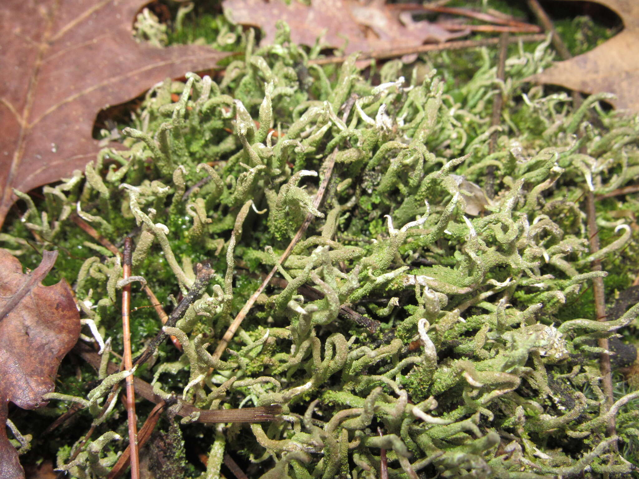 Image of cup lichen