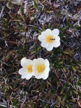 Imagem de Dryas integrifolia Vahl