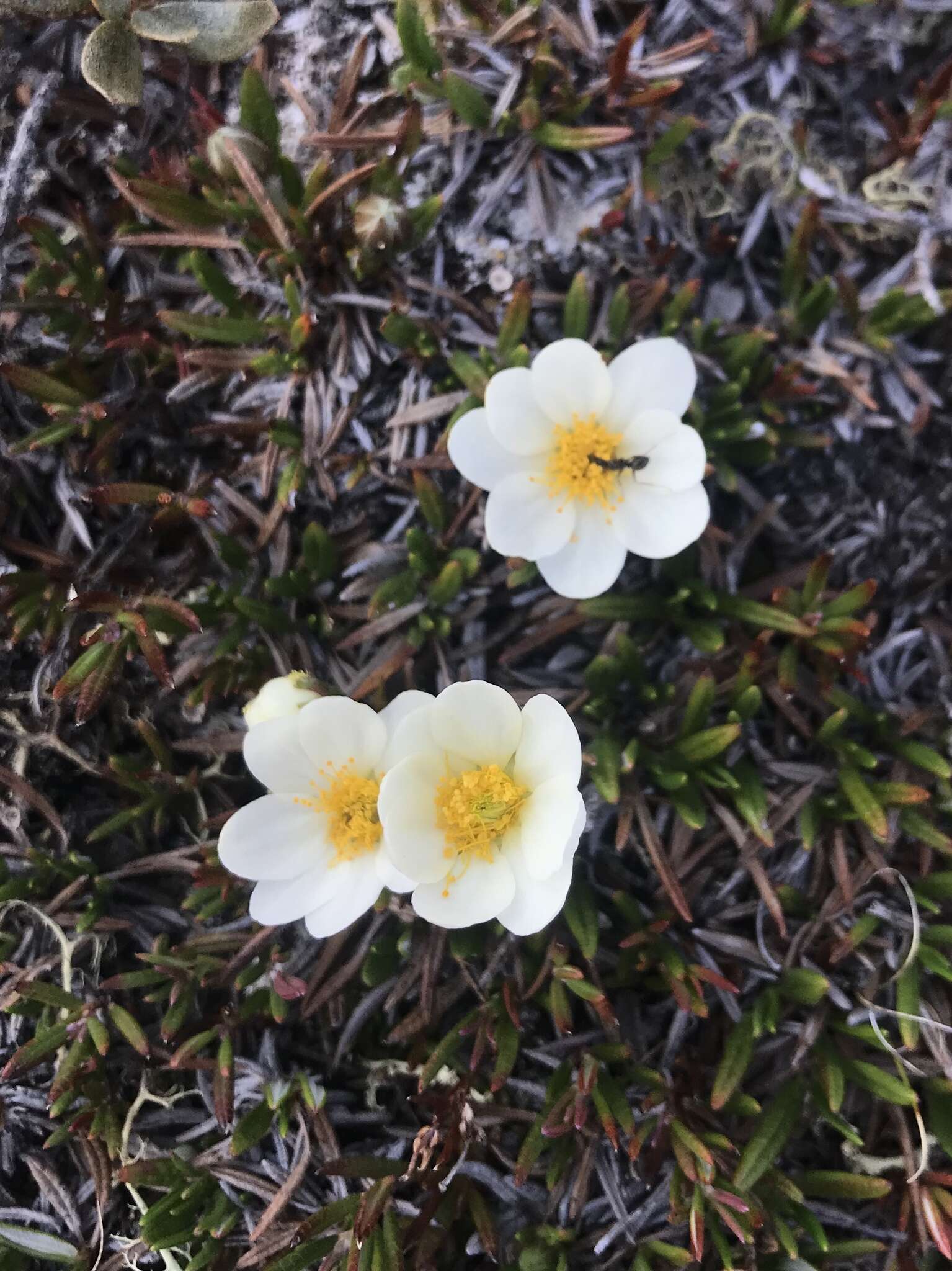 Image of entireleaf mountain-avens