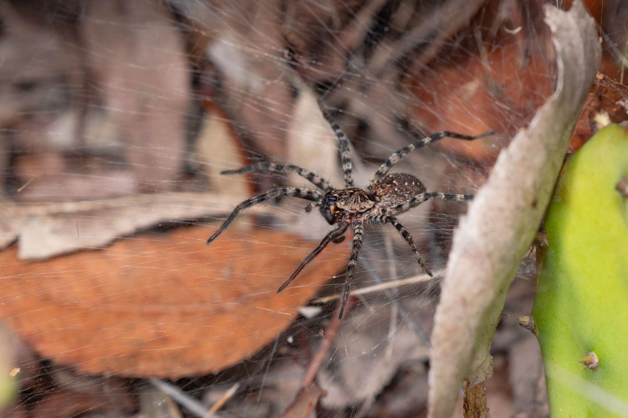 Image of Lake Placid Funnel Wolf Spider