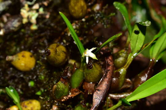 Image of dwarf butterfly orchid