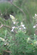 Image of Syncolostemon stenophyllus (Gürke) D. F. Otieno