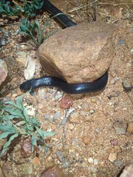 Image of Boulenger's Garter Snake