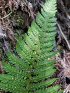 Sivun Polystichum dudleyi Maxon kuva