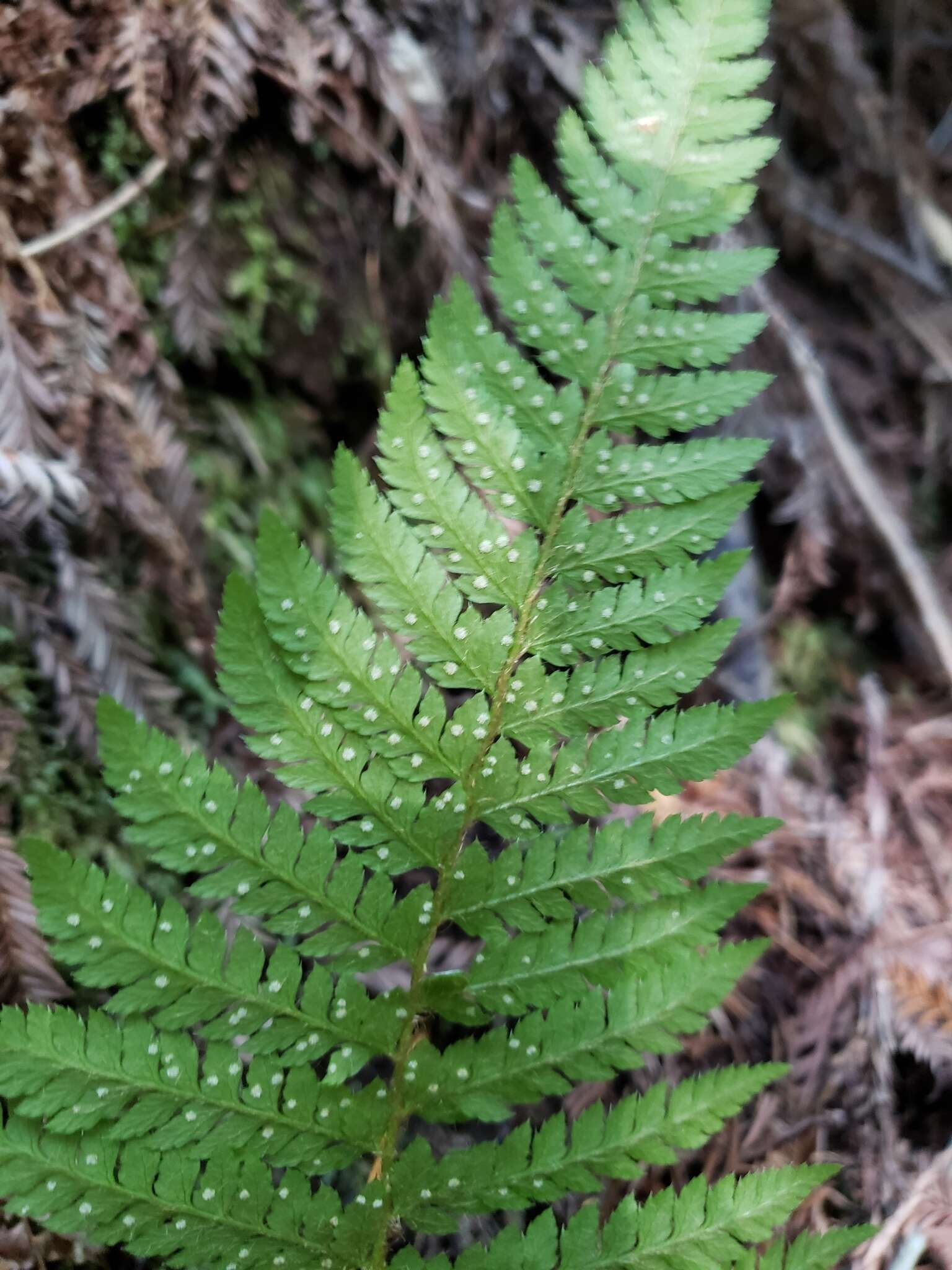 Sivun Polystichum dudleyi Maxon kuva