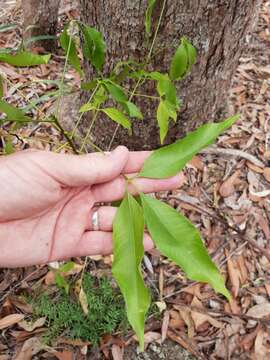 Image of Melicope rubra (Lauterb. & K. Schum.) T. G. Hartley