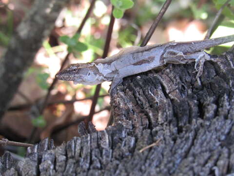 Image of Oaxacan Oak Anole