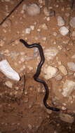 Image of Anilios bicolor (Peters 1858)