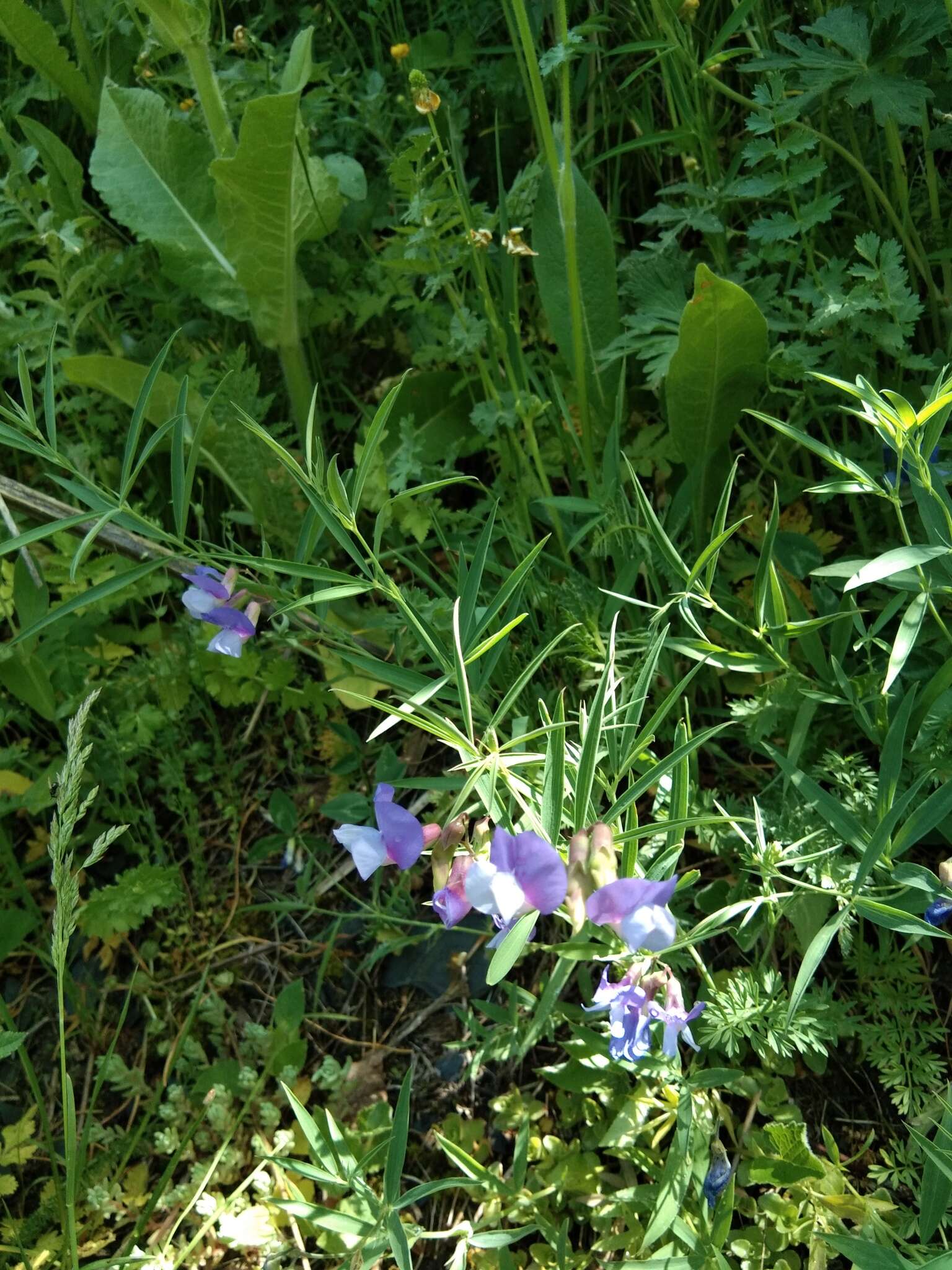 Image of Lathyrus digitatus (M. Bieb.) Fiori