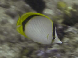 Image of Yellow-dotted butterflyfish