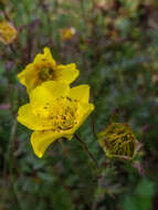 Image de Geum rossii var. turbinatum (Rydb.) C. L. Hitchc.