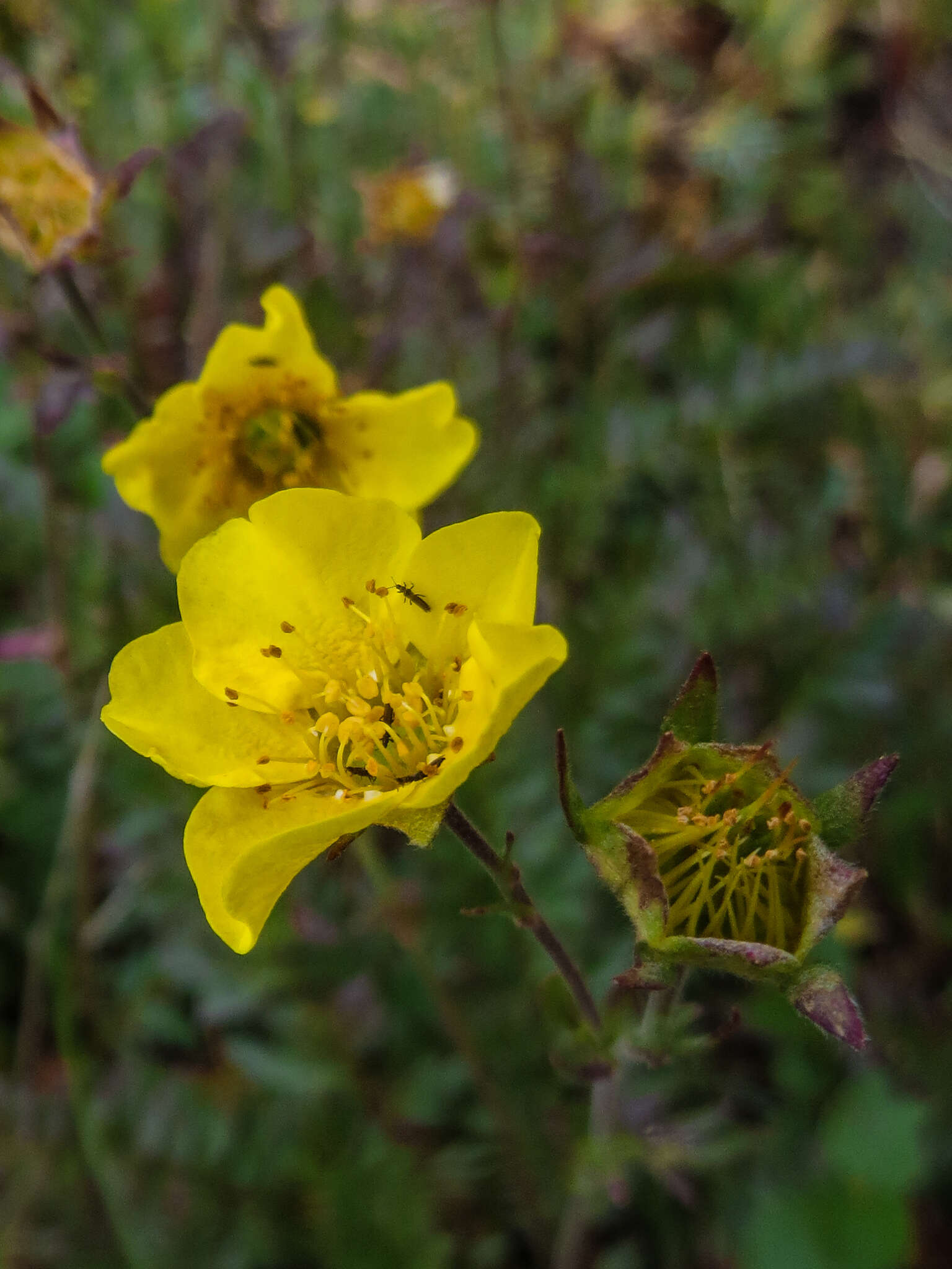 Image de Geum rossii var. turbinatum (Rydb.) C. L. Hitchc.