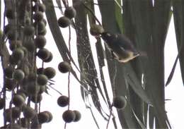 Image of Green-naped Tanager