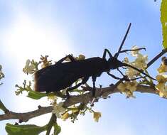 Imagem de Pepsis mexicana Lucas 1895