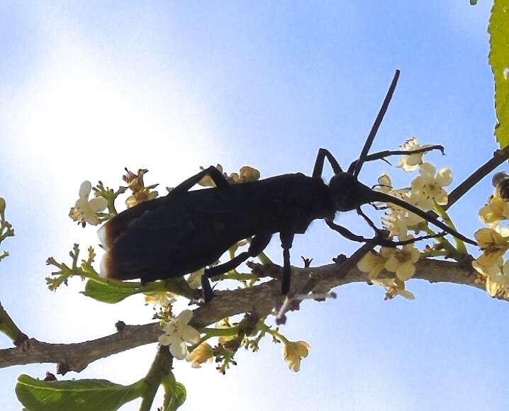 Imagem de Pepsis mexicana Lucas 1895