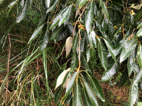 Image of Chinese cork oak