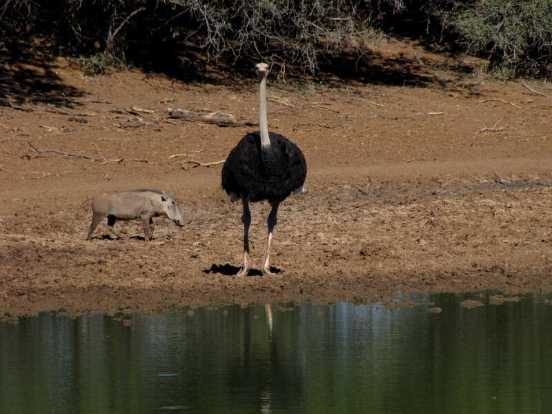 Image of South African Ostrich