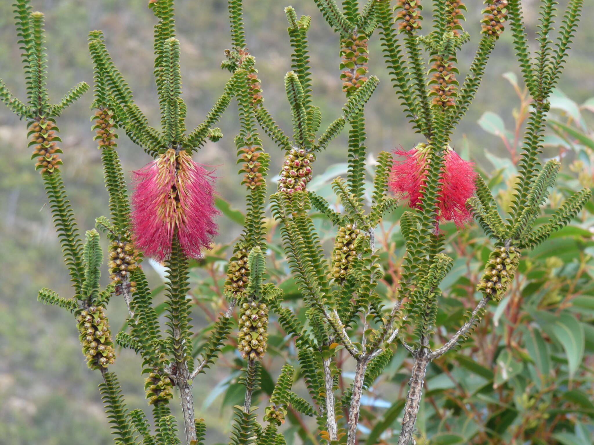 Image of Melaleuca transversa Craven & R. D. Edwards