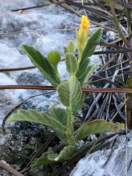 Plancia ëd Piriqueta cistoides subsp. caroliniana (Walter) M. M. Arbo