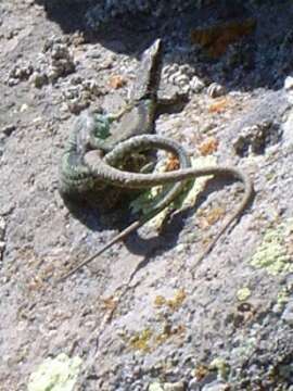 Image of Radde's Lizard