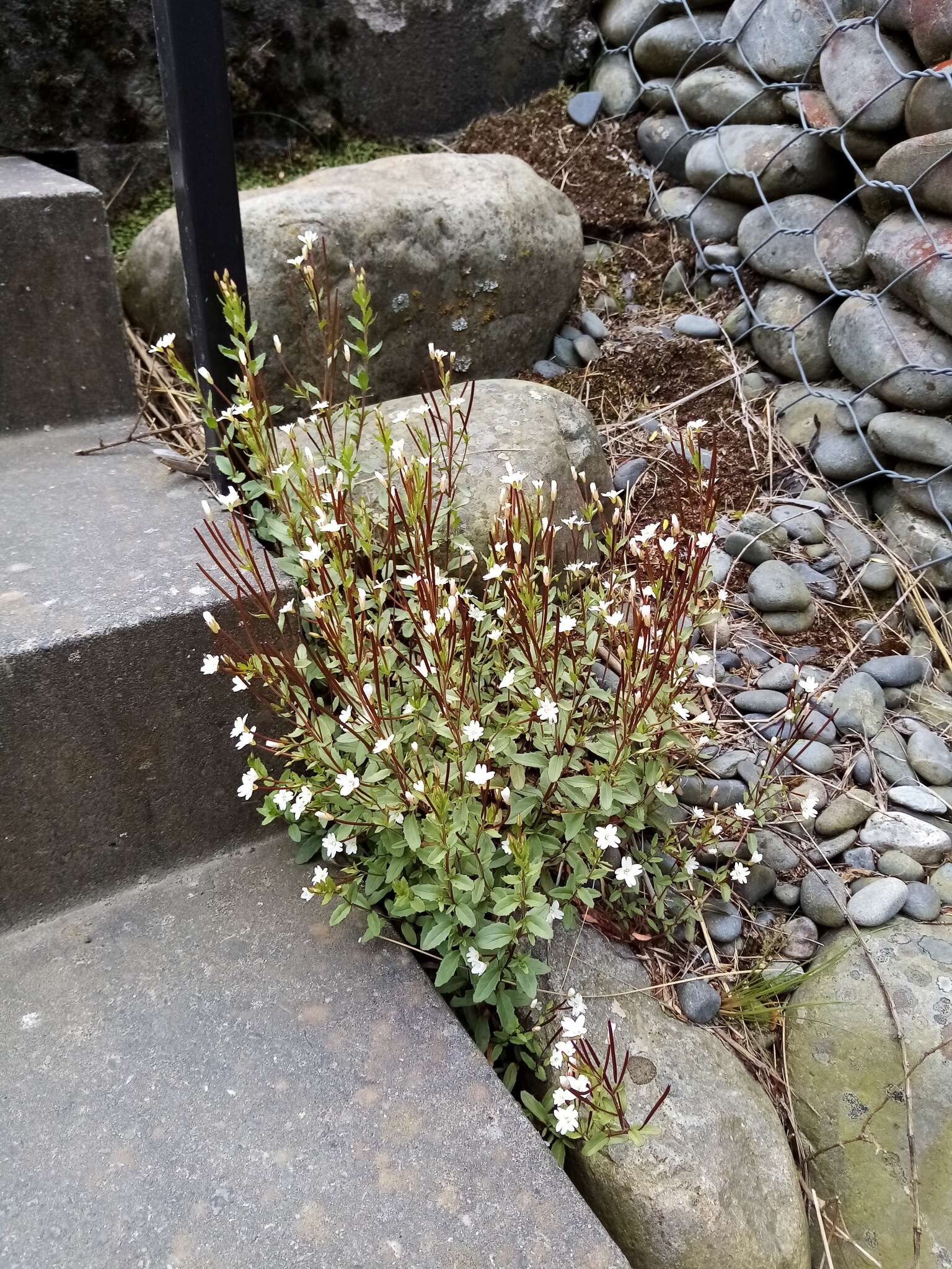 Image of Epilobium alsinoides subsp. atriplicifolium (A. Cunn.) Raven & Engelhorn