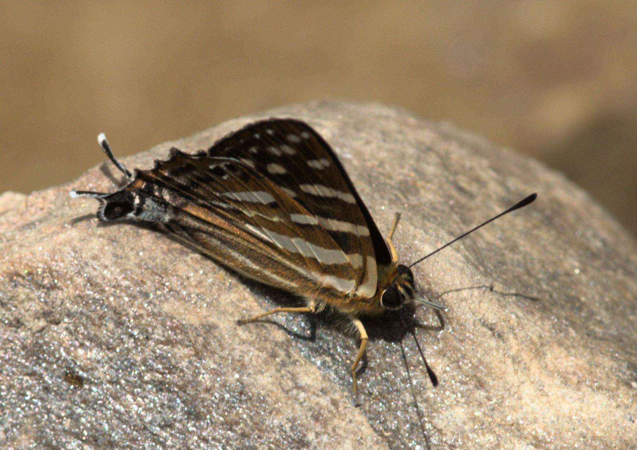 Image of Tailed Punch