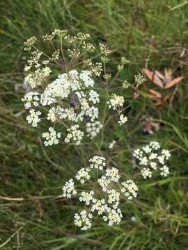 Pimpinella caffra (Eckl. & Zeyh.) D. Dietr. resmi