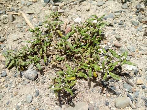 Image de Heliotropium microstachyum Ruiz & Pav.