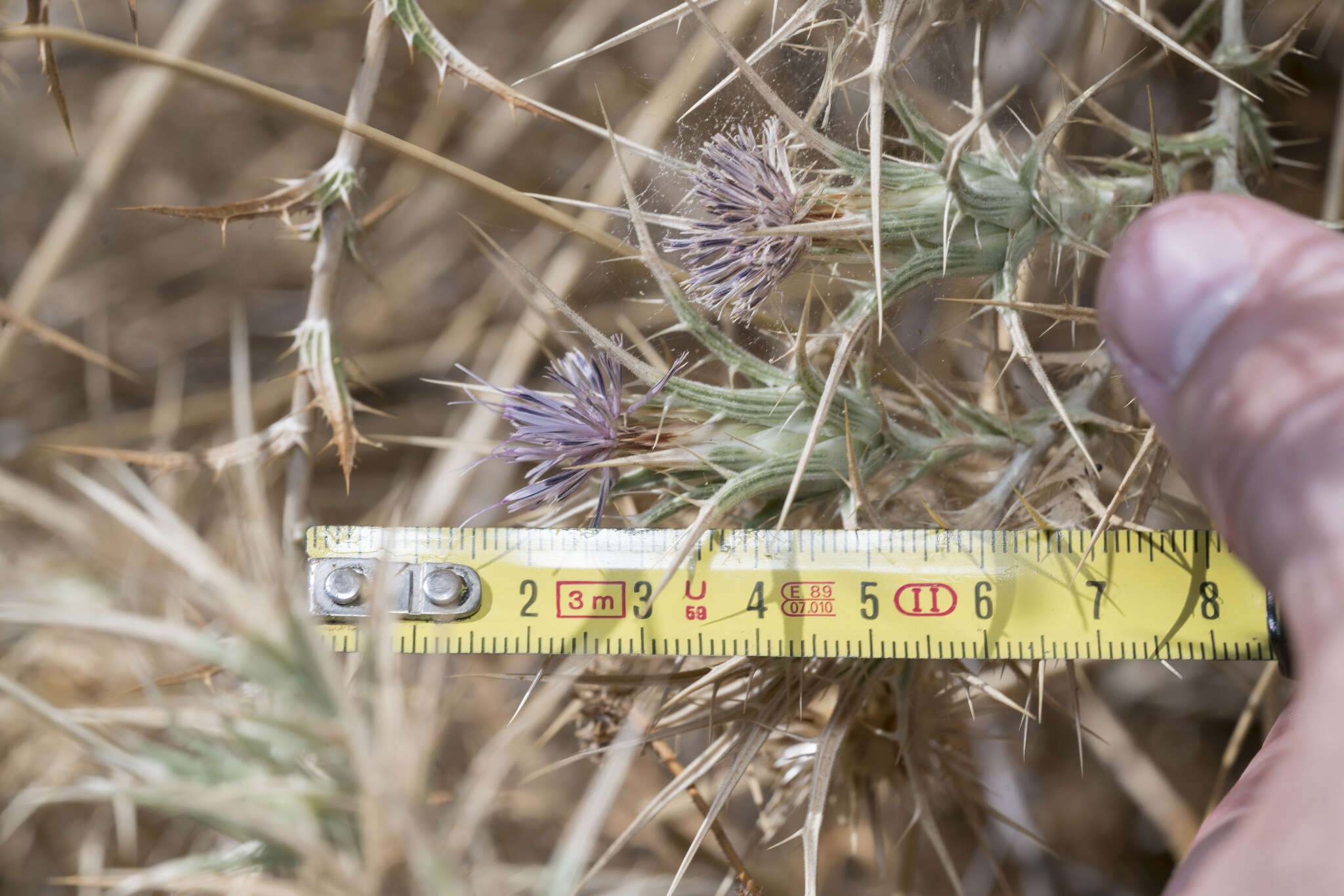 Image of Red Toothed Star-thistle