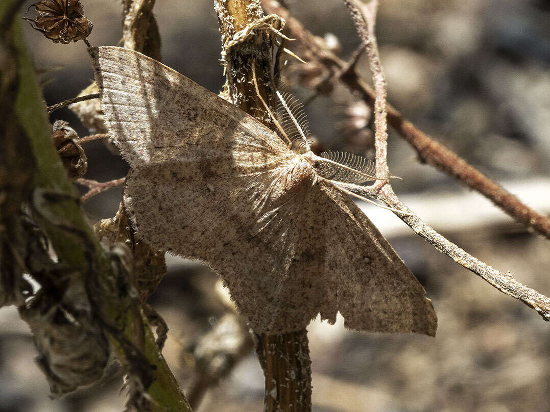 Cyclophora maderensis Bethune-Baker 1891 resmi