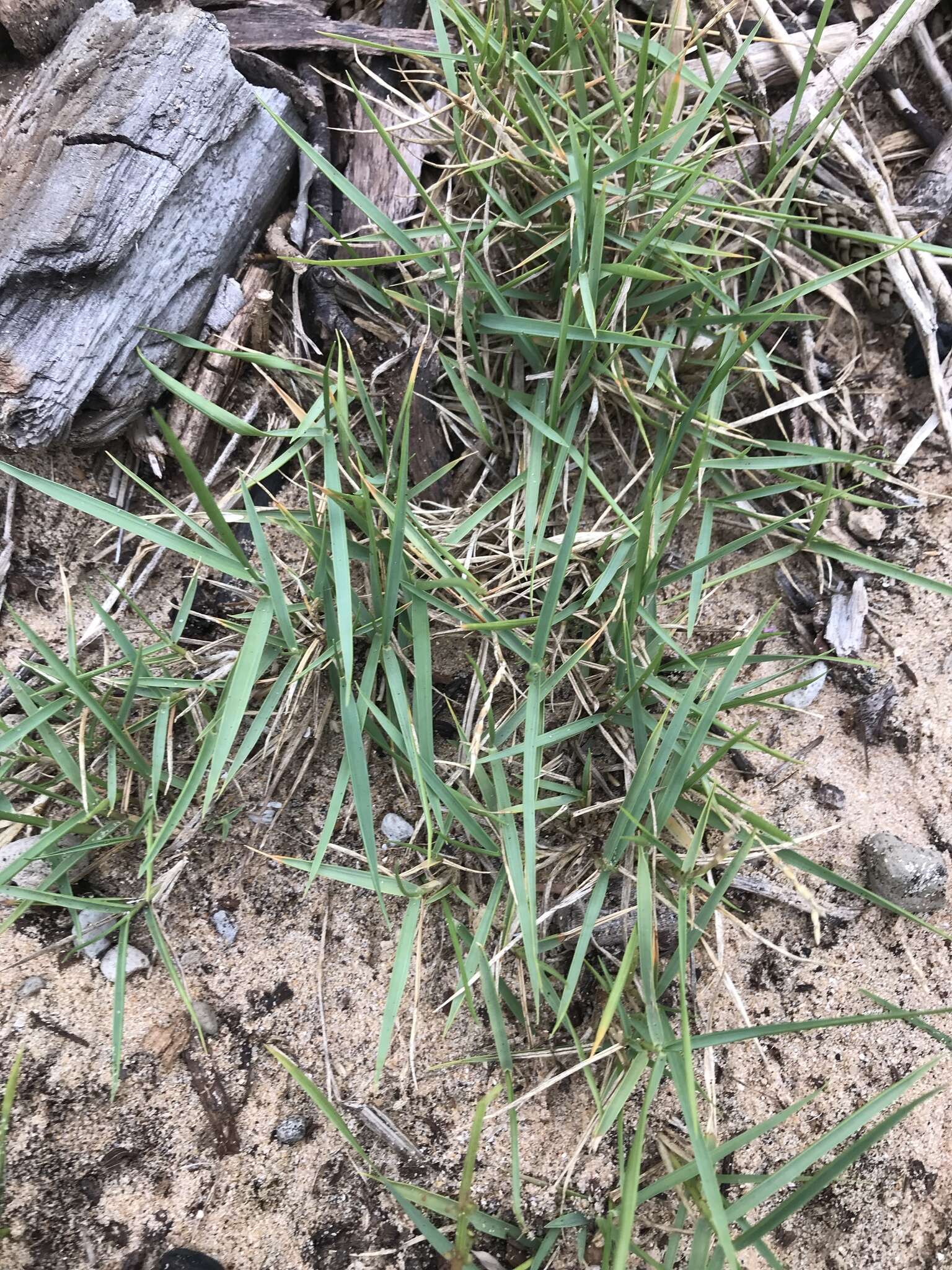 Image of Zoysia macrantha Desv.