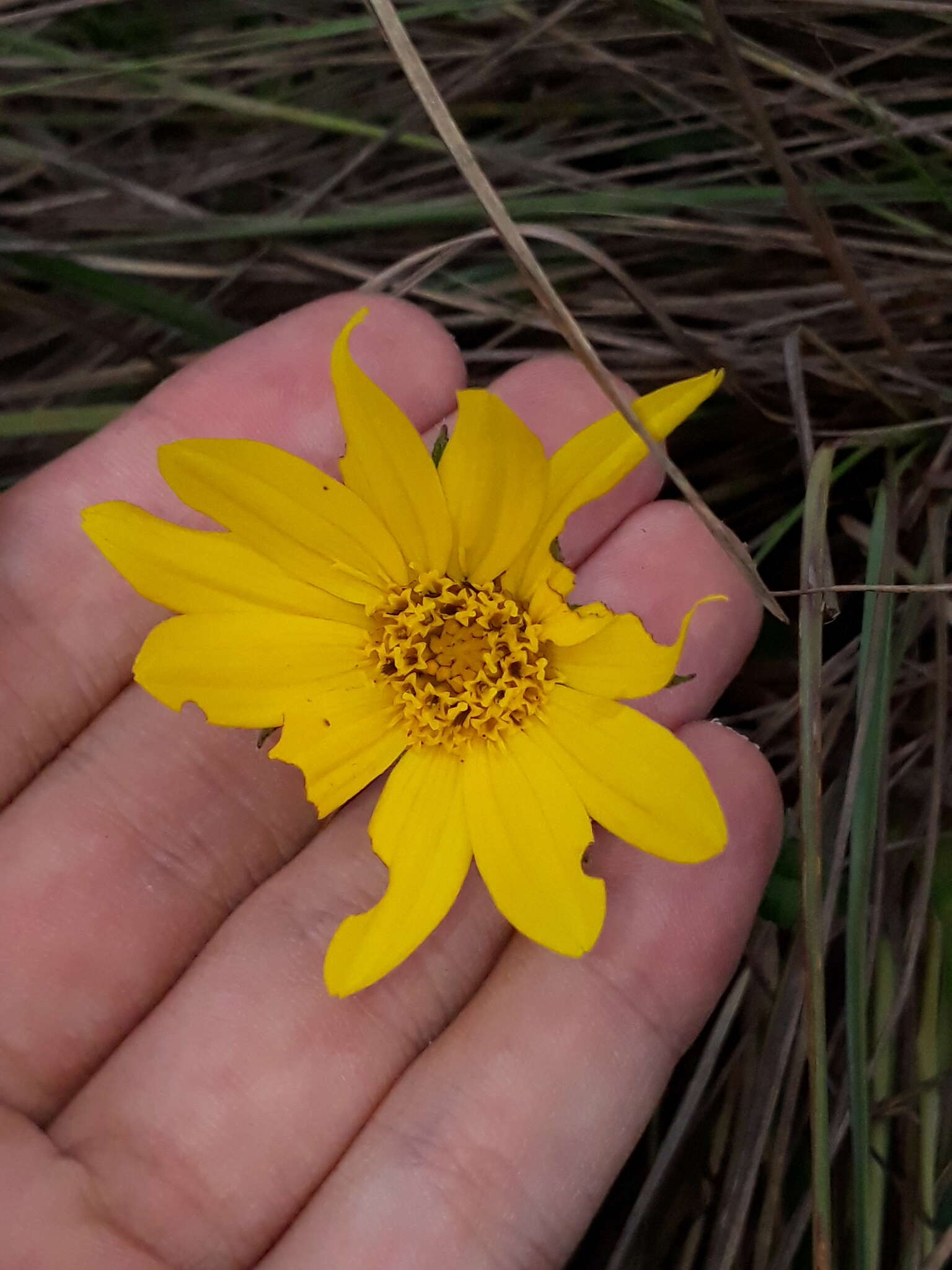 Wedelia foliacea (Spreng.) B. L. Turner resmi