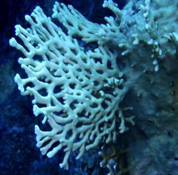 Image of Fire coral