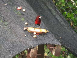 Image of Crimson-backed Tanager