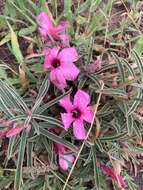 Image de Adenium obesum subsp. swazicum (Stapf) G. D. Rowley