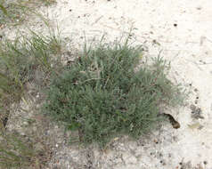 Image of forage kochia