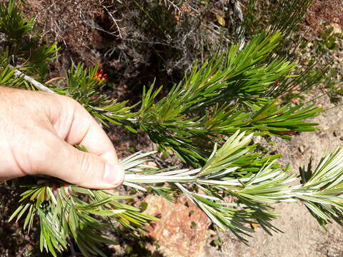 Image of Grevillea concinna R. Br.