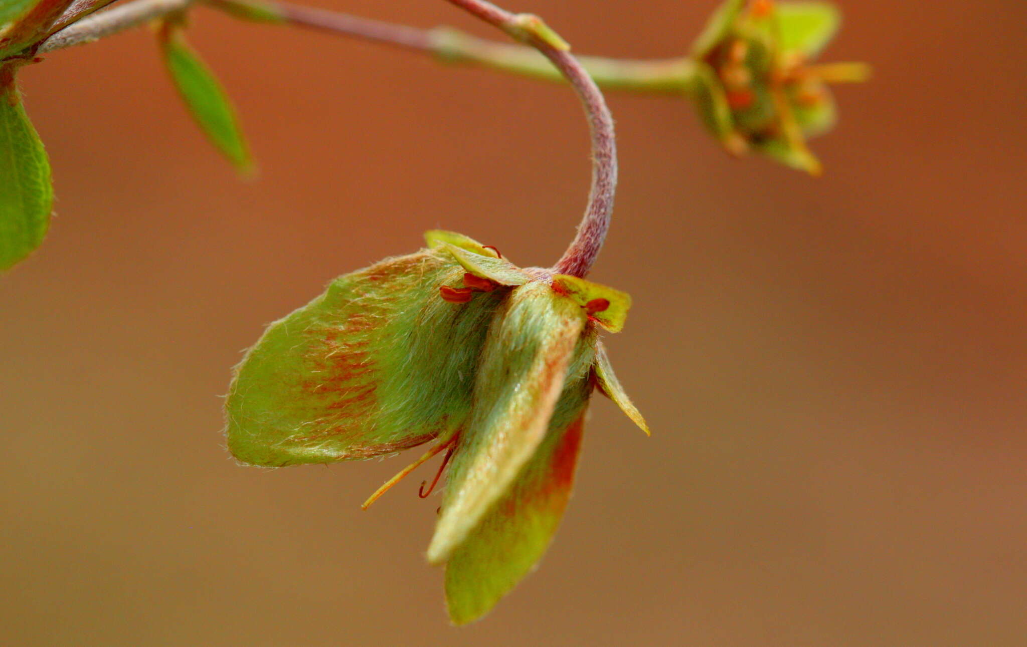 صورة Sphedamnocarpus galphimiifolius (Juss.) Szyszyl.