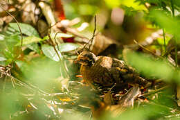 Image of Bornean Partridge