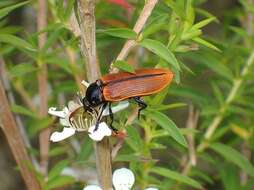 Image of Castiarina rufipennis (Kirby 1818)