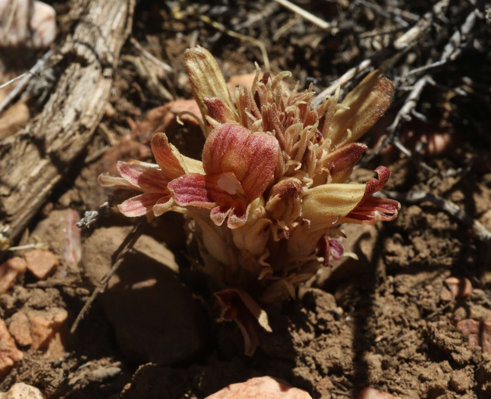 Imagem de Aphyllon californicum (Cham. & Schltdl.) Gray