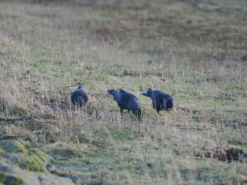 Слика од <i>Corvus monedula spermologus</i>