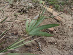 Freesia corymbosa (Burm. fil.) N. E. Br. resmi