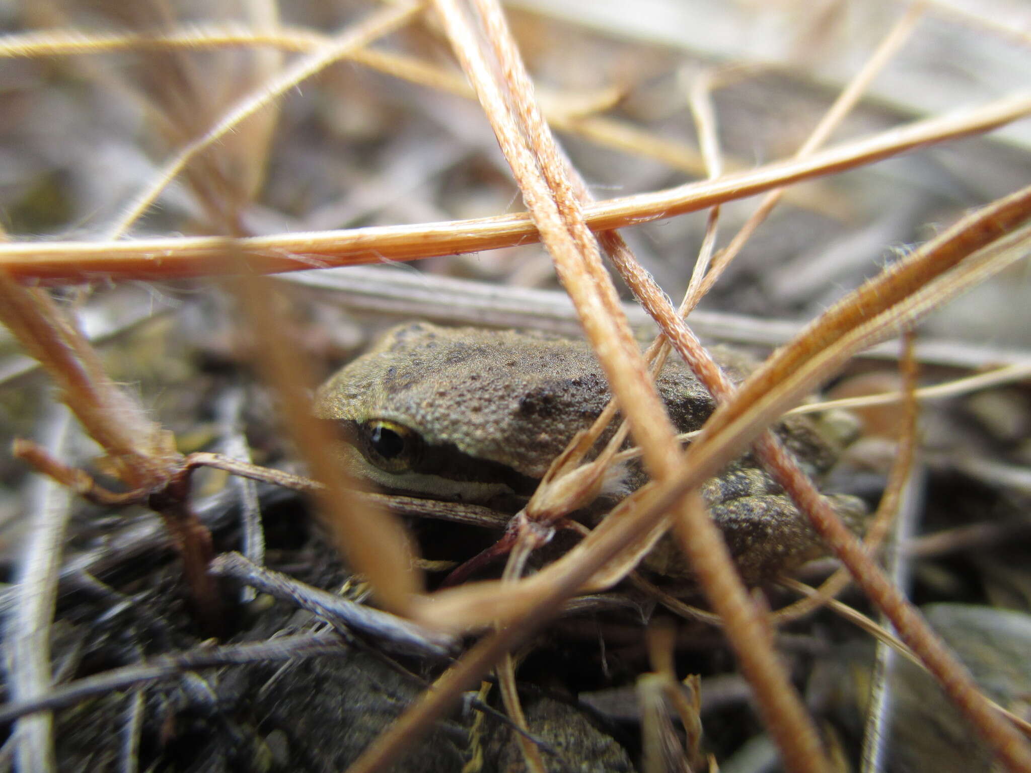 Sivun Pseudacris sierra (Jameson, Mackey & Richmond 1966) kuva