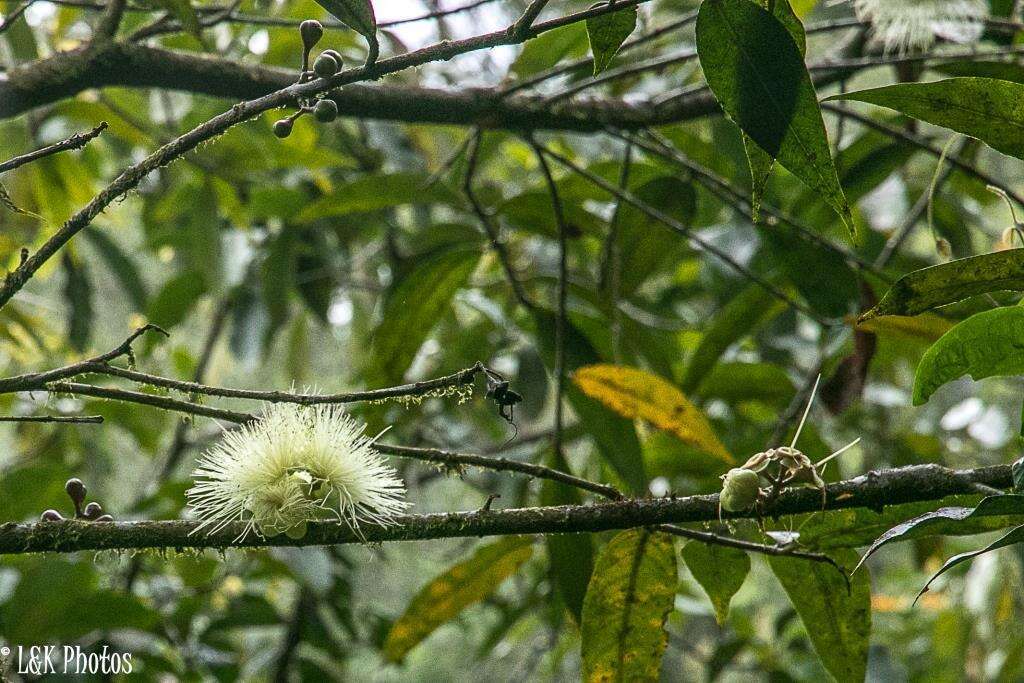 Слика од Syzygium jambos (L.) Alston