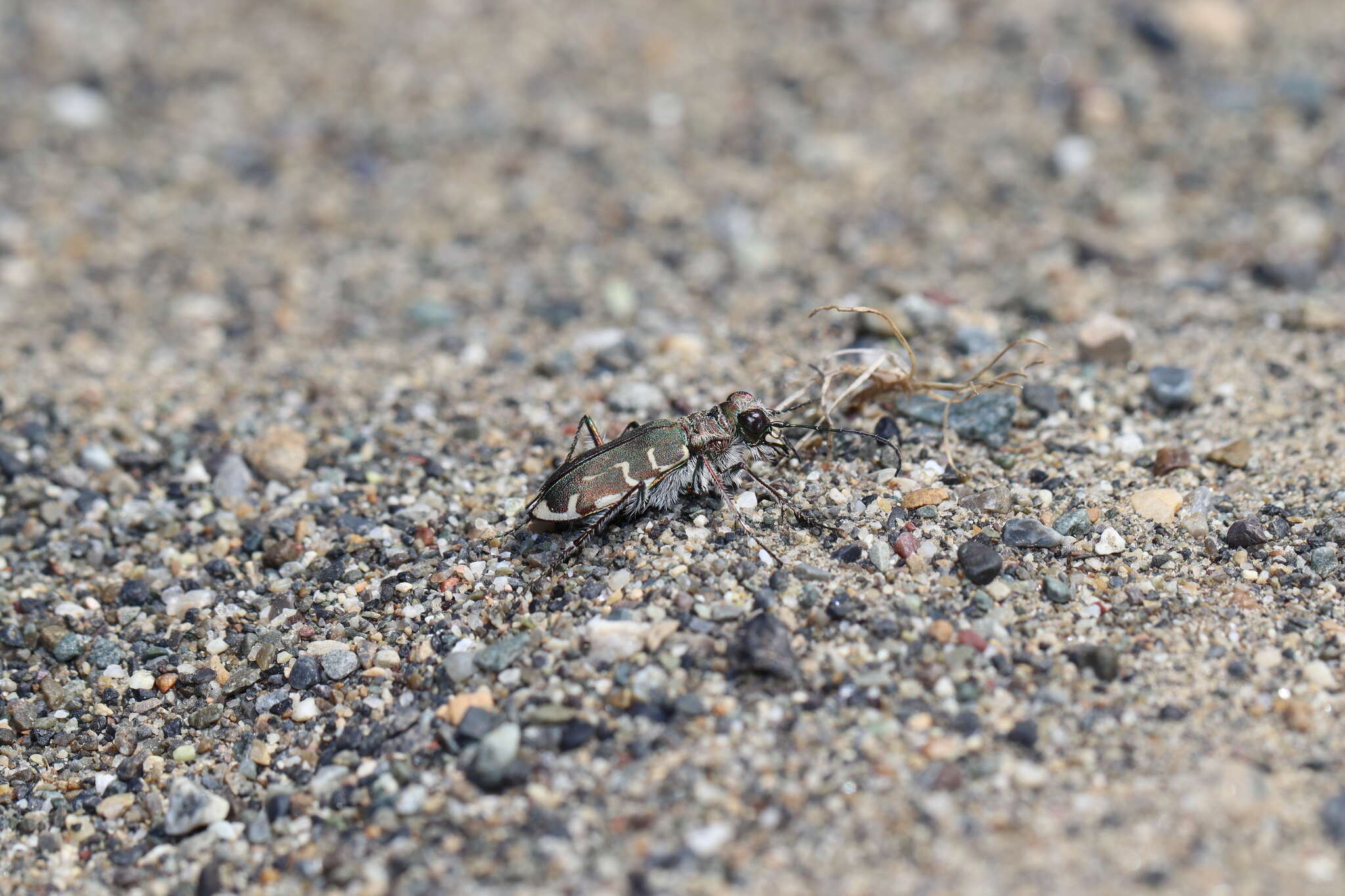 Image of Cicindela (Cicindela) hirticollis couleensis Graves 1988