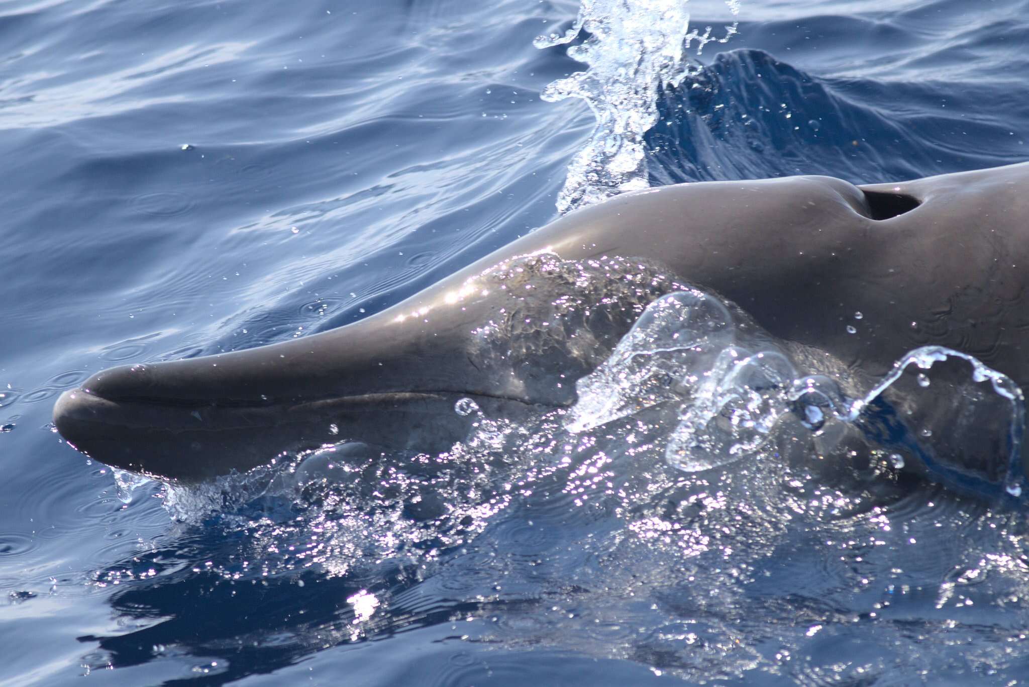 Image of Gervais' Beaked Whale