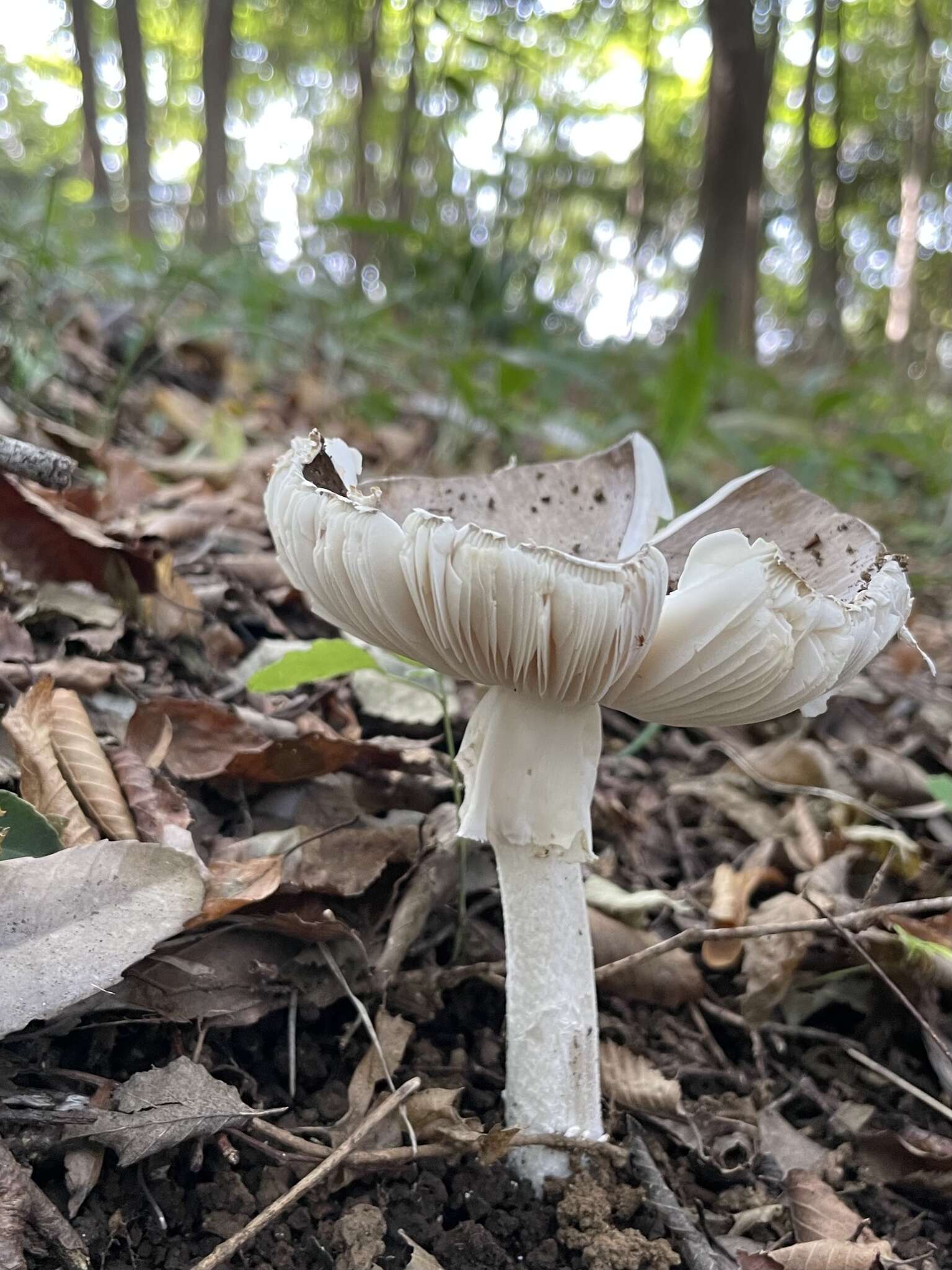 صورة Amanita pseudoporphyria Hongo 1957